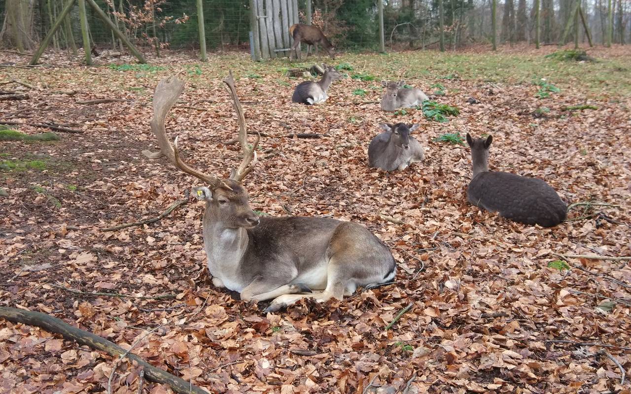 Rehe im Wildgehege im Heissiwald
