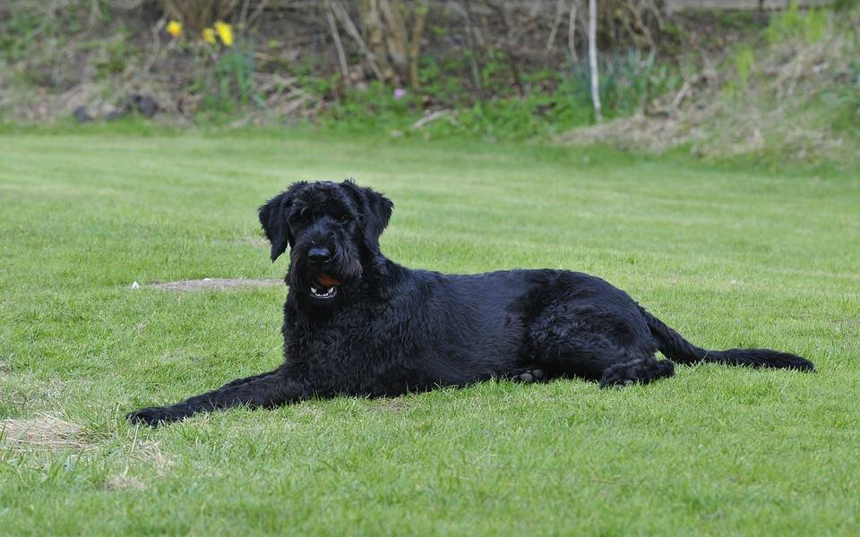 Doggo