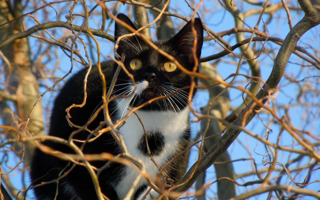 Schwarz-weiße Katze auf Baum