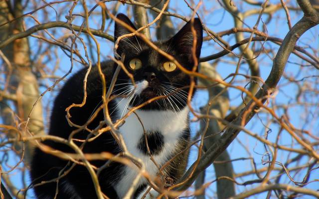 Schwarz-weiße Katze auf Baum