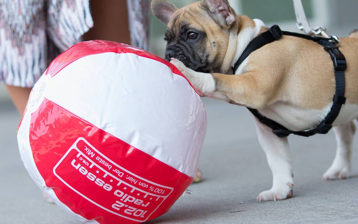 Kleine Dogge mit Radio Essen-Wasserball in rot-weiß