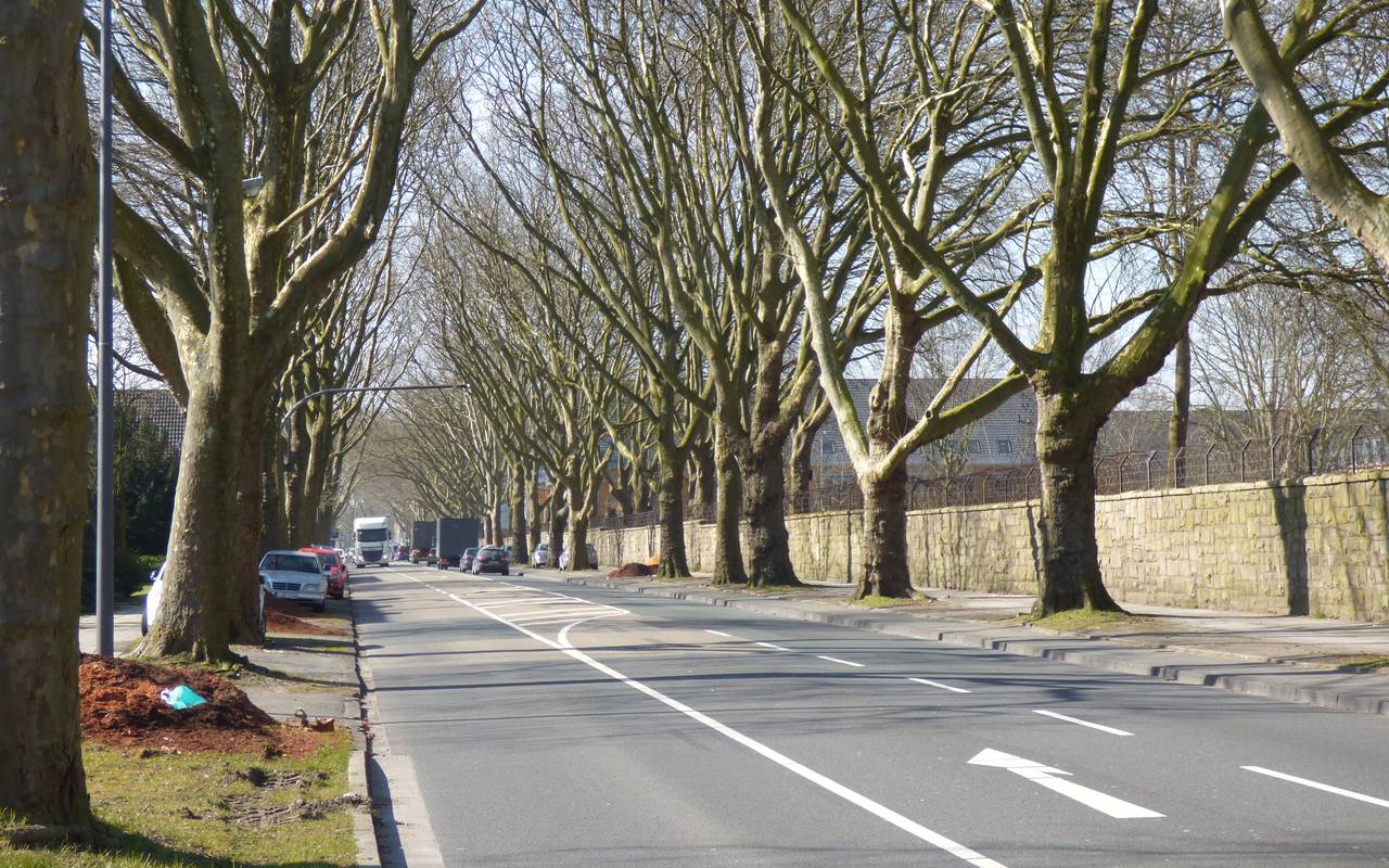 Eine Allee im Essener Stadtteil Frillendorf mit einer Straße, parkenden Autos und kahlen Bäumen.
