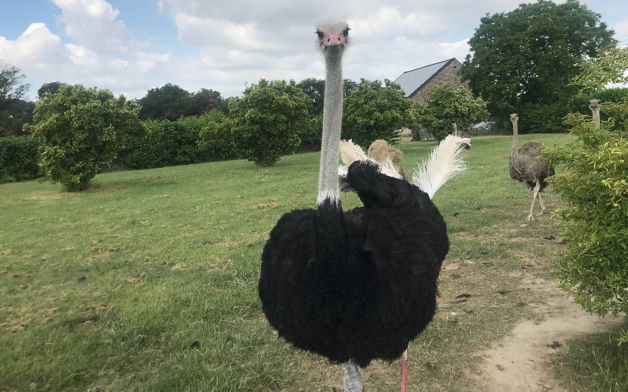 Ein Strauß guckt keck in die Kamera auf einer Wiese auf der Straußenfarm in Essen Schuir.