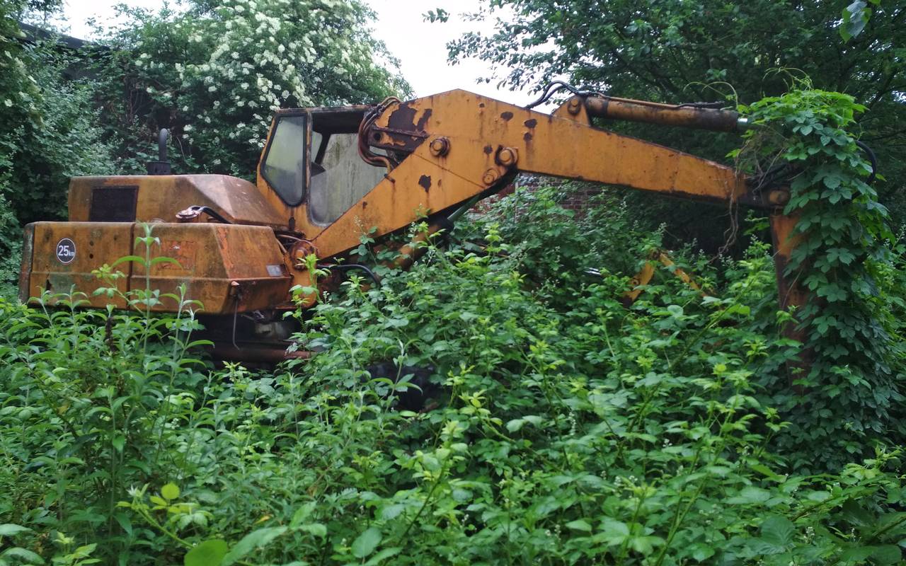 Ein gelber großer Bagger steht mitten in einem Gebüsch, von Efeu umgeben und schon recht verrostet.