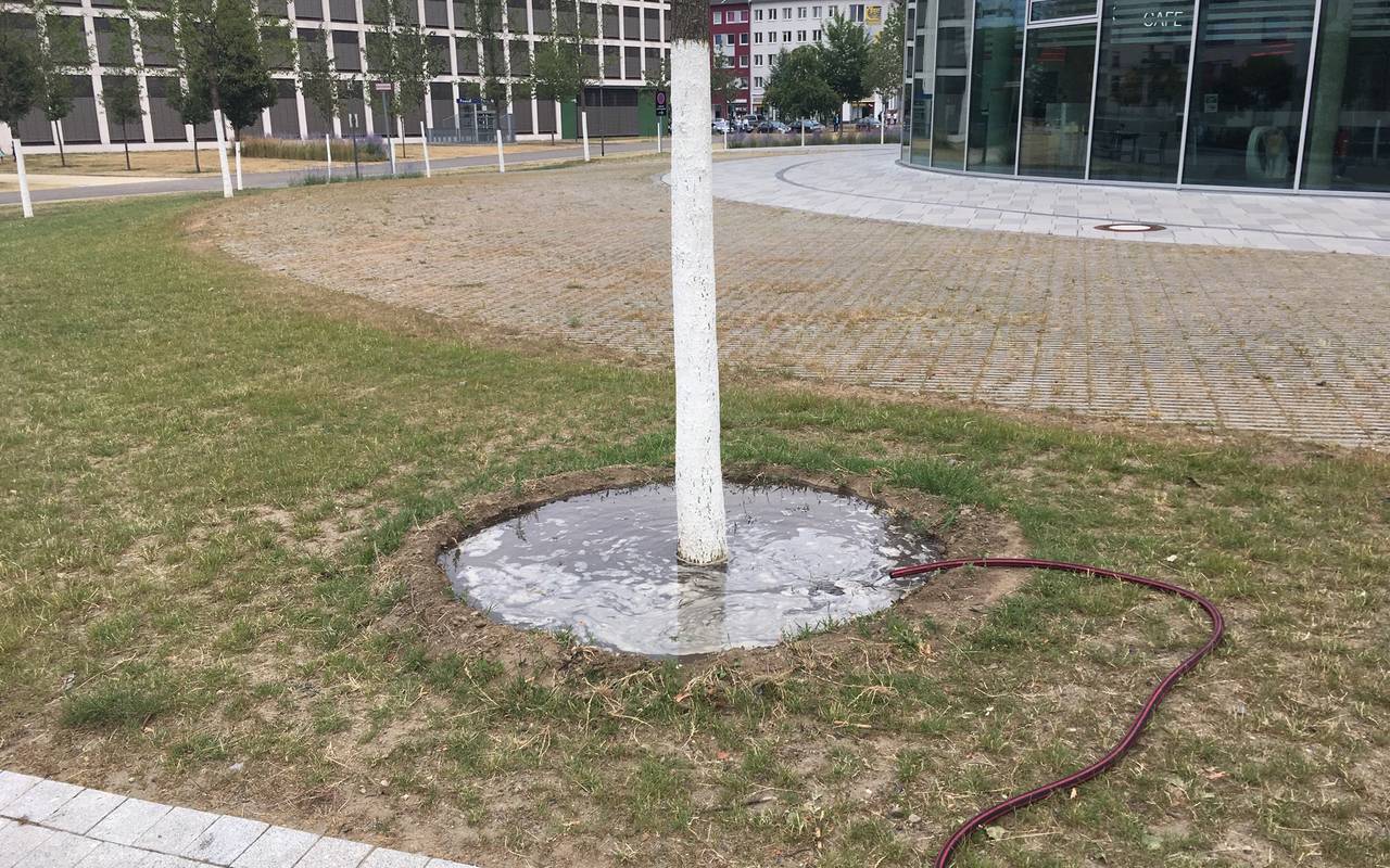 Baum an der Grünen Mitte in Essen