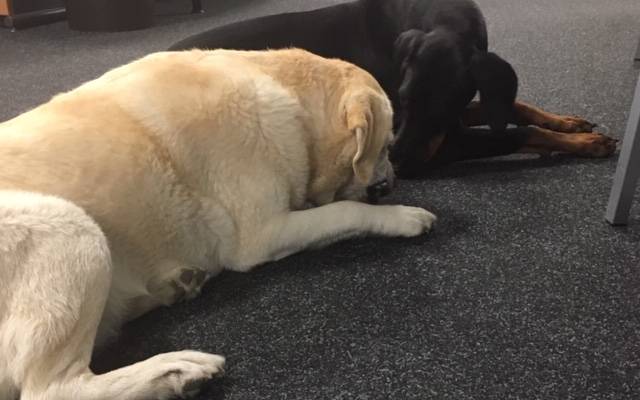 Hunde bei Radio Essen