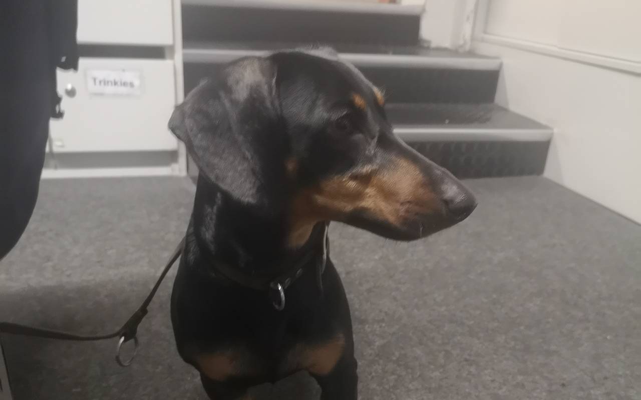 Auf dem Bild ist der Dackel zu sehen, der bei dem Unfall in Kettwig aus dem Fenster gesprungen ist.