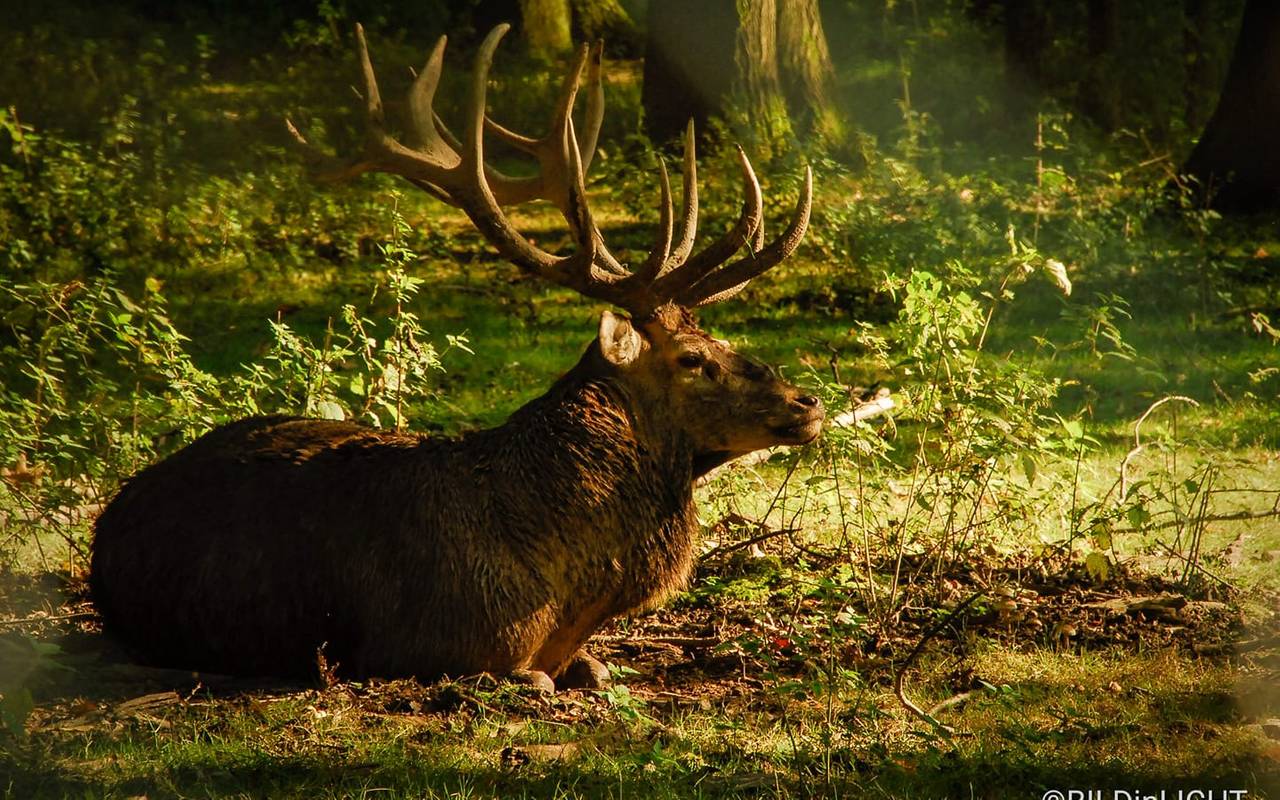 Hirsch im Heissiwald in Essen-Bredeney