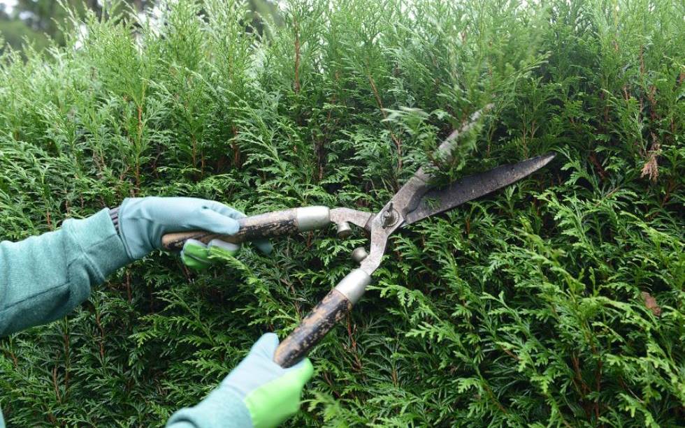 Heckenschere schneidet Hecke, Bild der Stadt Essen