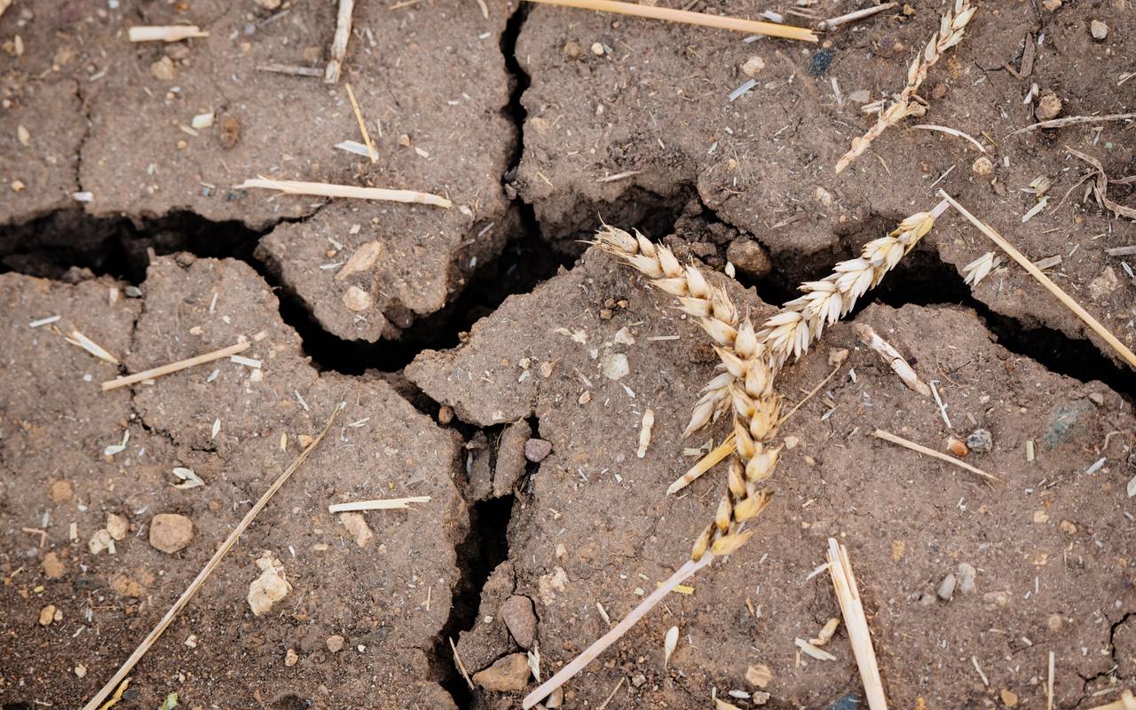 Der ausgetrocknete gerissene Boden spiegelt die Trockenheit wider (Symbolbild).