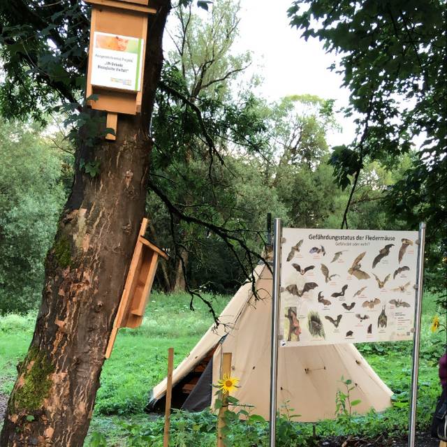 Fledermaus Safari