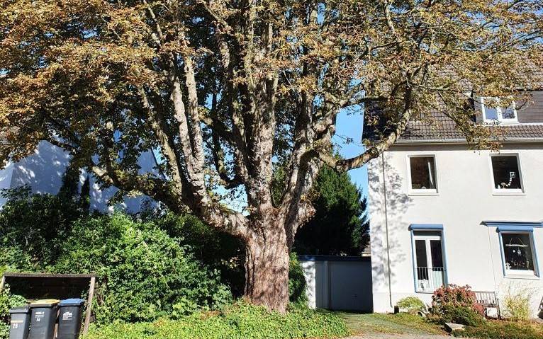 Über 40 Risikobäume müssen in Essen gefällt werden. Sie sind alt oder krank und stehen nicht mehr sicher.