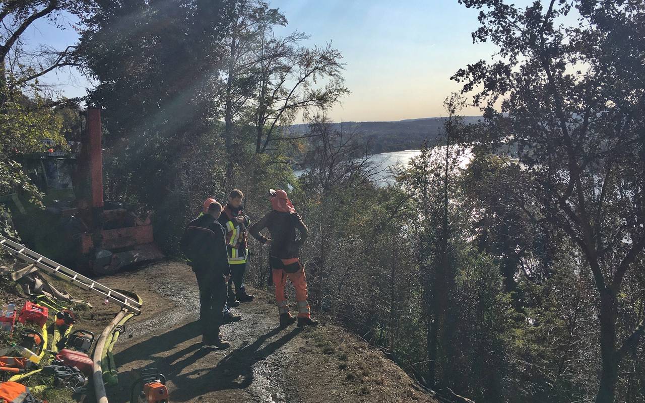 Schellenberger Wald in Essen nach dem großen Waldbrand