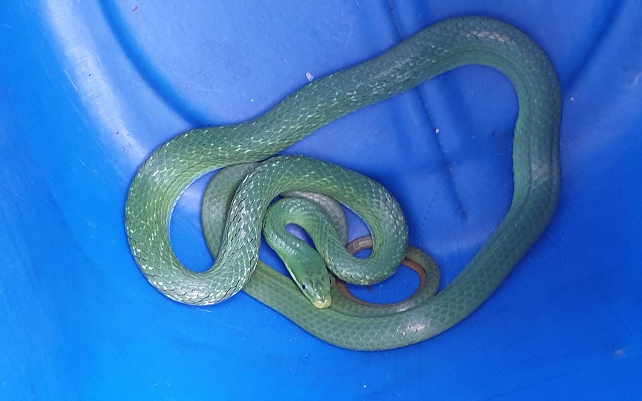 Ausgebüxte Schlange in Essen