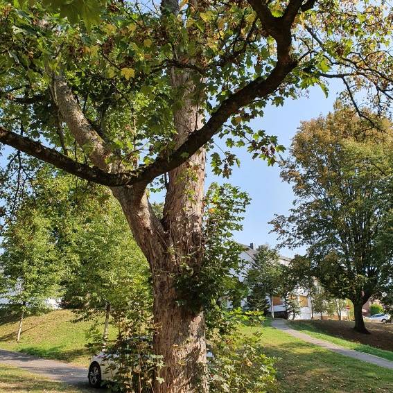 In Essen müssen 17 Risikobäume gefällt werden, darunter ein 90 Jahre alter Baum in Steele.