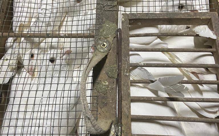 Tierquälerei in Essen-Bergeborbeck, Tauben eingepfercht in kleinen Kisten