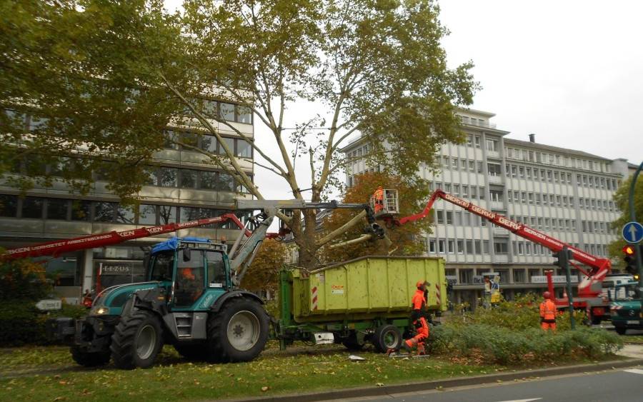 Wieder müssen in Essen gefährliche Bäume gefällt werden.