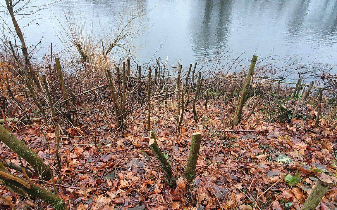 Abgeholzte Bäume und Sträucher an der Ruhr in Essen-Kettwig