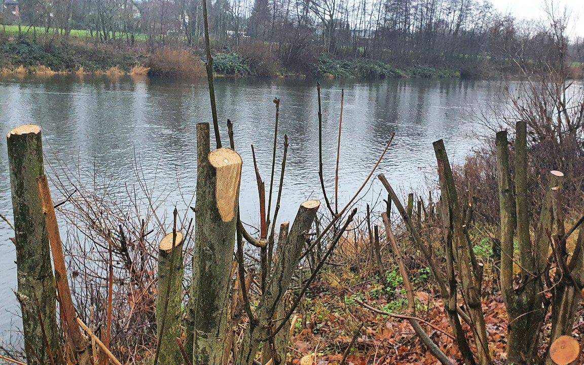 Abgeholzte Bäume und Sträucher an der Ruhr in Essen-Kettwig