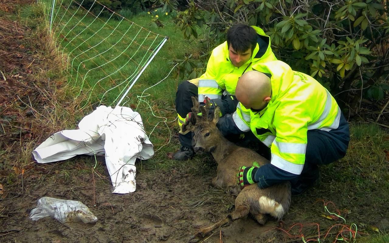 Die Feuerwehr Essen hat einem jungen Rehbock wieder auf die Sprünge geholfen. Das Tier hatte sich im Zaun verfangen.