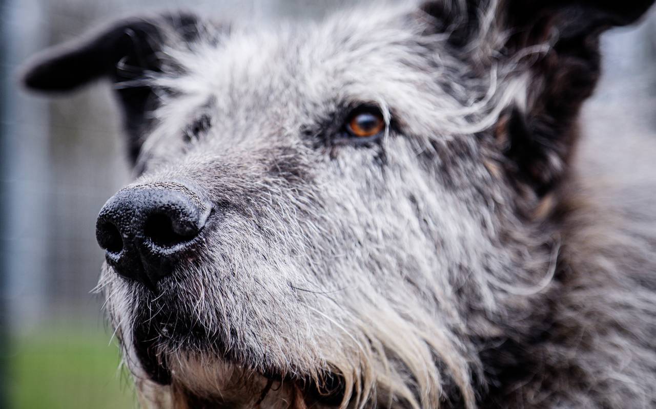 Polizei Essen sucht mit Knochenspürhund "Flintstone" nach vermisster Bianca Blömeke