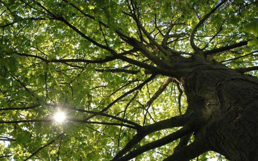 Die Trauerweide in Kettwig. Ein alter Baum, der von der Sonne beleuchtet wird. Die Weide am Leinpfad in Kettwig ist marode und alt, trotzdem soll sie vorerst erhalten bleiben.