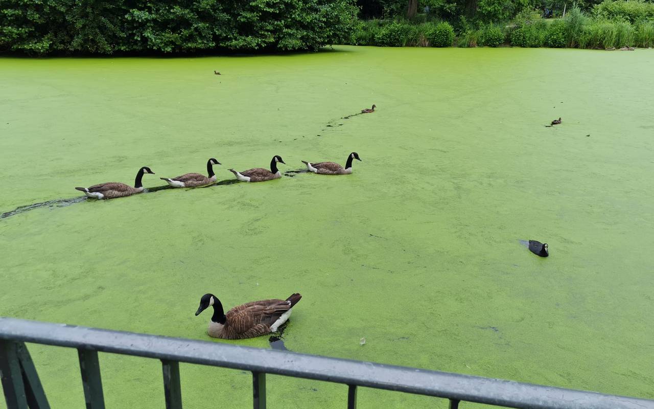kaiser-wilhelm-park-enten-teich-radio-essen