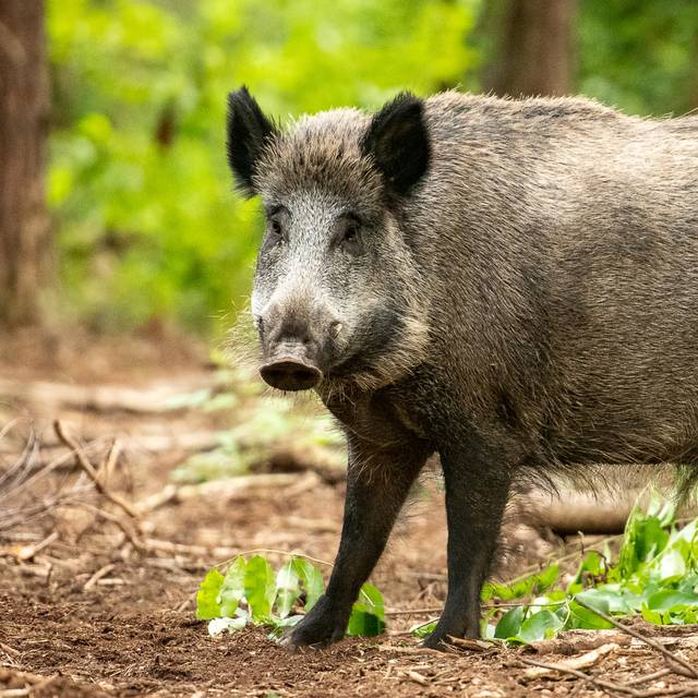 wildschwein-wald-flora-fauna-radio-essen-Schwarzwildgatter-Mross-DJV-jäger-jagd