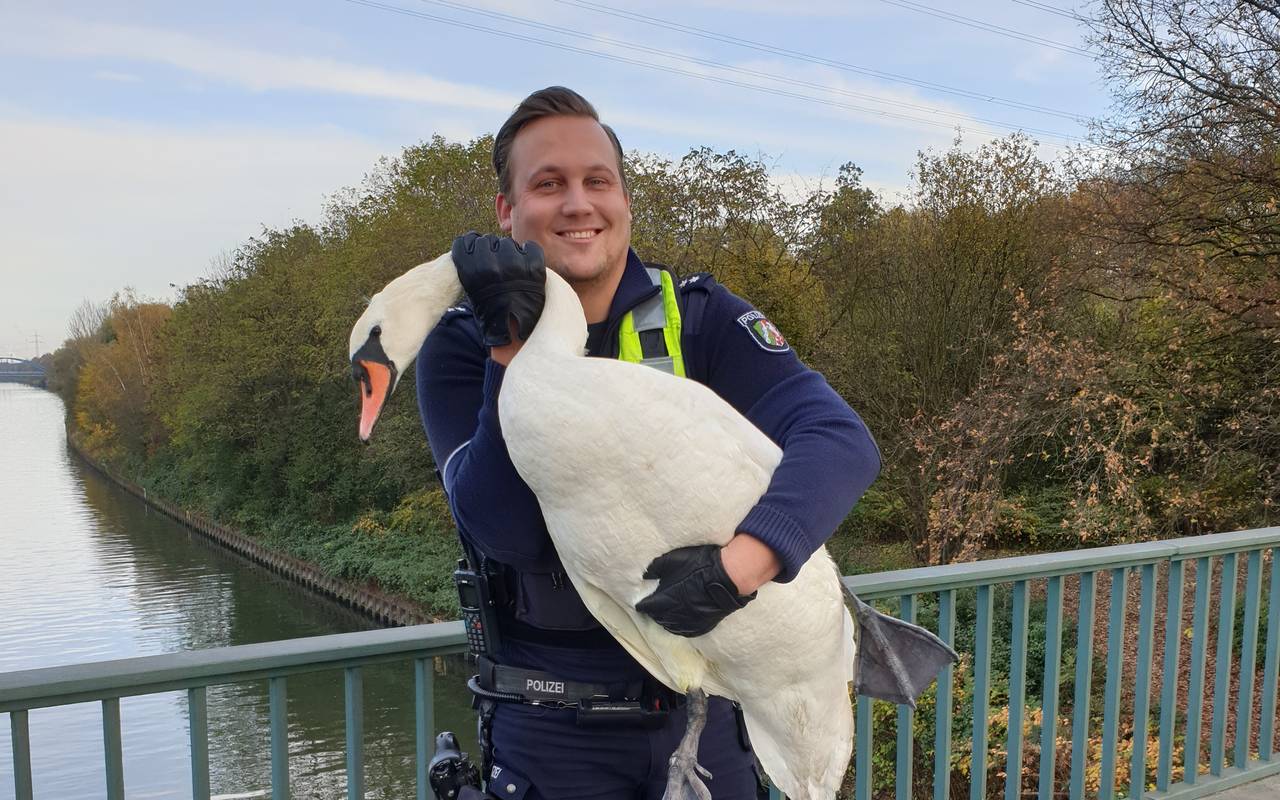 schwan-gerettet-polizei-radio-essen-karnap