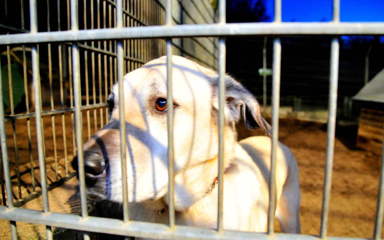 kangal-hund-tierheim-gitter-radio-essen