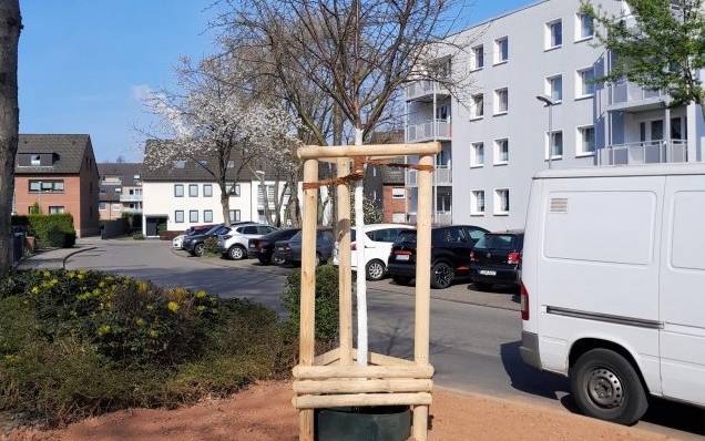 Neugepflanzter Kirschbaum in der Straße Schürenfeld in Altenessen.