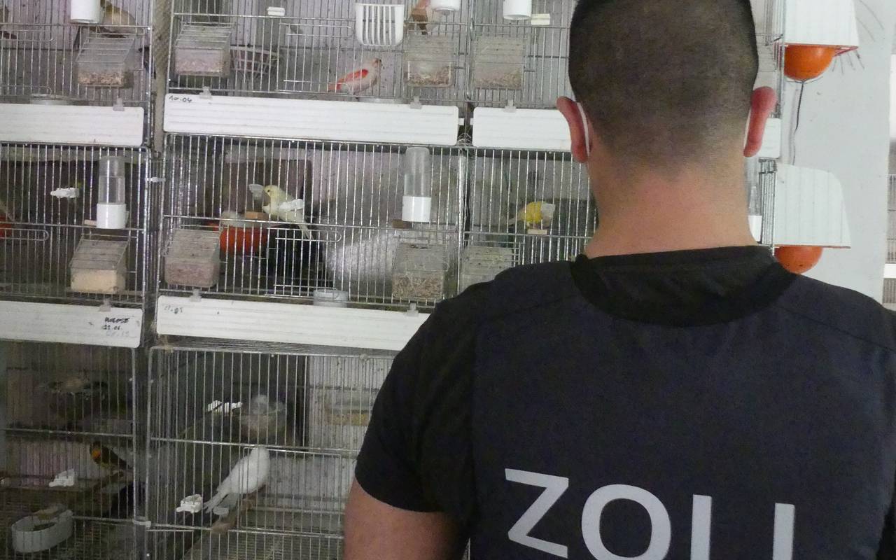 Zoll Essen beschlagnahmt artgeschützt Singvögel