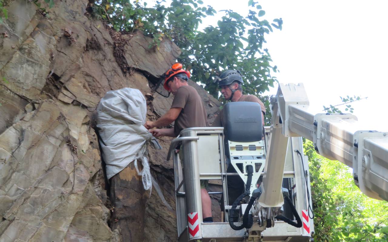 Mehr als 300 Millionen Jahre alter Baumstamm in Essen geborgen