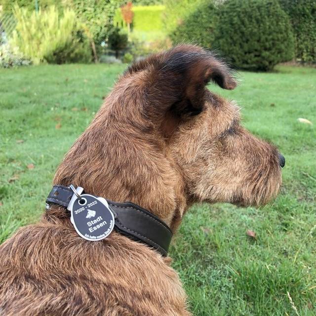 Die Stadt Essen will Hundebesitzer wegen der Hundesteuer stärker kontrollieren.