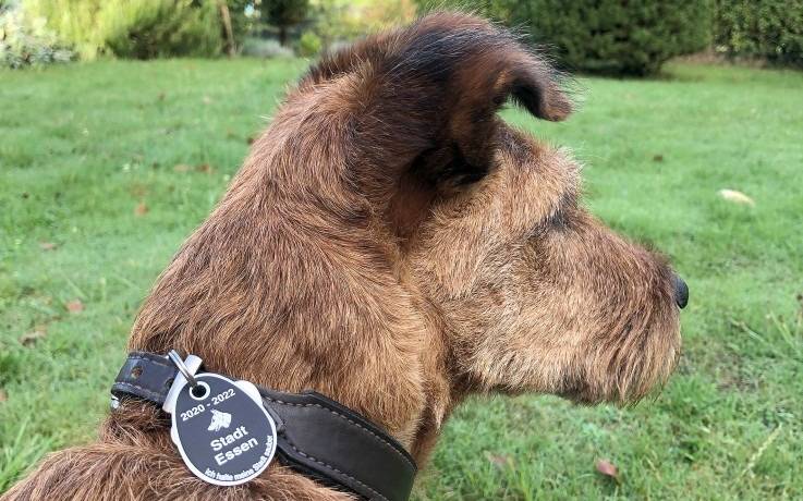 Die Stadt Essen will Hundebesitzer wegen der Hundesteuer stärker kontrollieren.