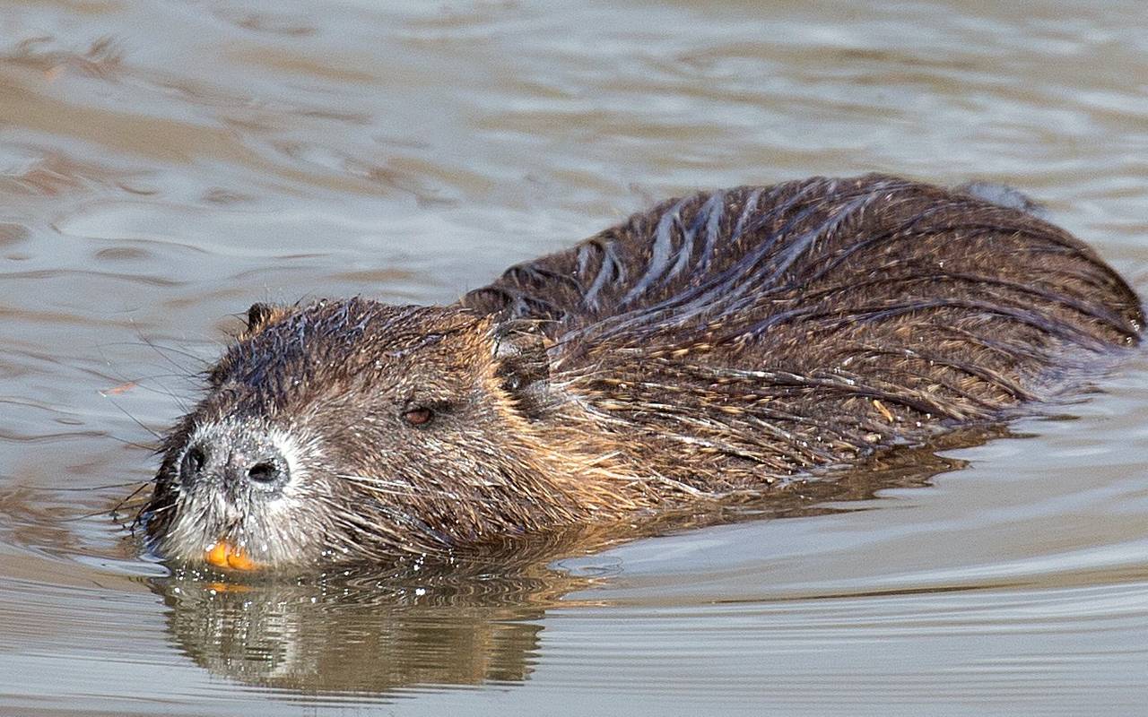 nutria-nutrias-radio-essen