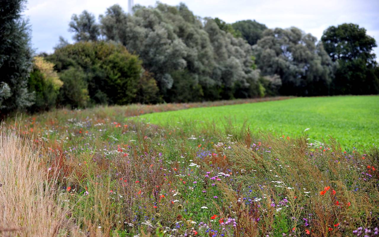 bluehen_bluehstreifen-blumen-fruehling-wald-pflanzen-radio-essen