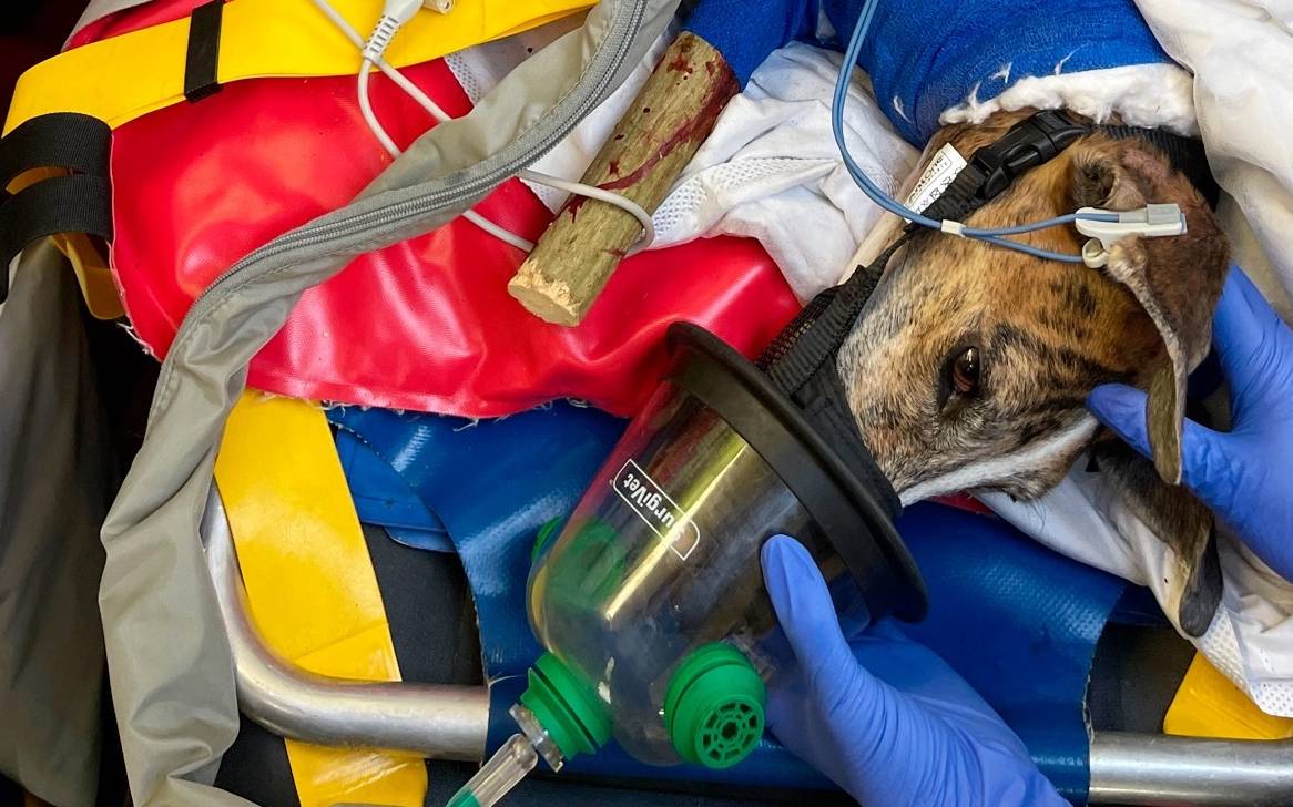 hund-verletzt-radio-essen-tierrettung