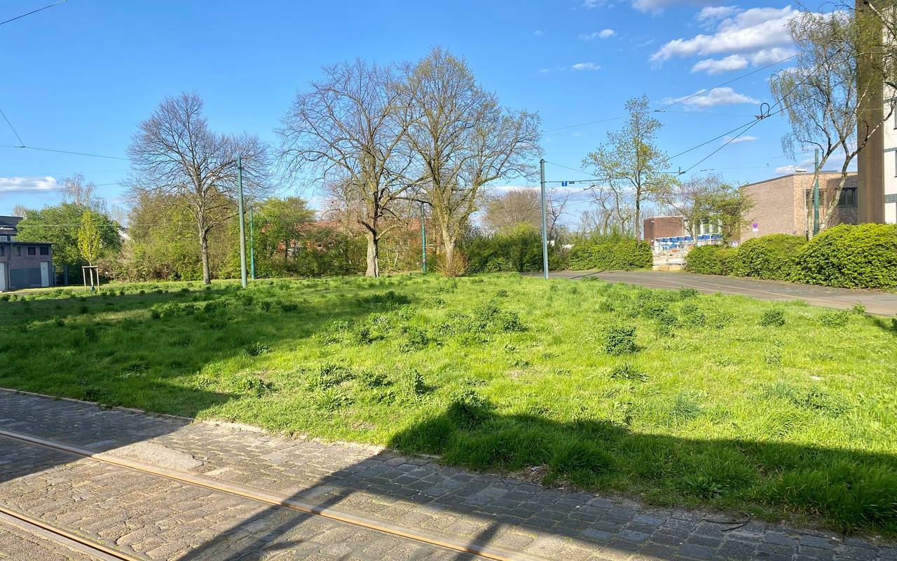 Wiese auf Gleisschleife Frintrop