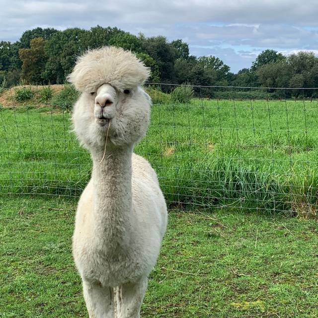 alpakamomente_alpakas_gut-gatzweiler_radio-essen-podcast-essen-im-ohr