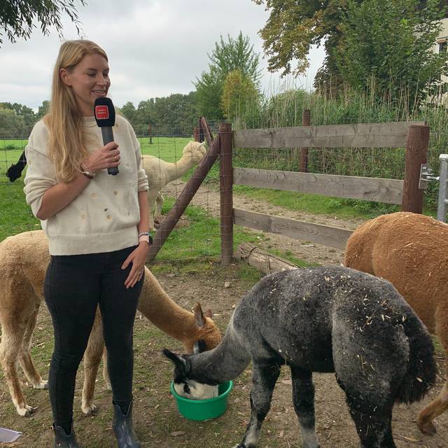 alpakamomente_alpakas_gut-gatzweiler_radio-essen-podcast-essen-im-ohr