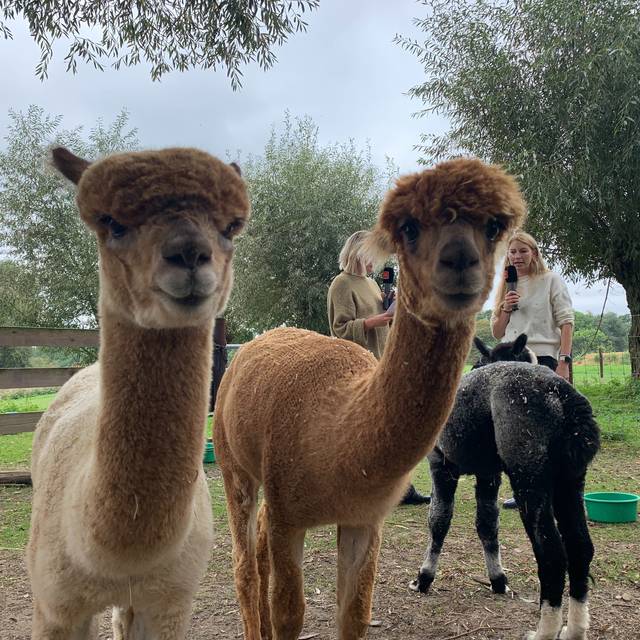 alpakamomente_alpakas_gut-gatzweiler_radio-essen-podcast-essen-im-ohr