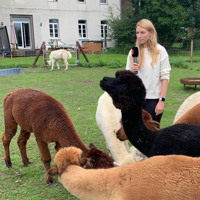 alpakamomente_alpakas_gut-gatzweiler_radio-essen-podcast-essen-im-ohr