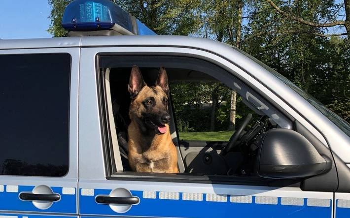 Polizeihund Krabat der Polizei Essen-Mülheim