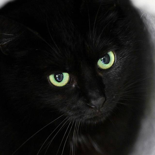 Schwarze Katze