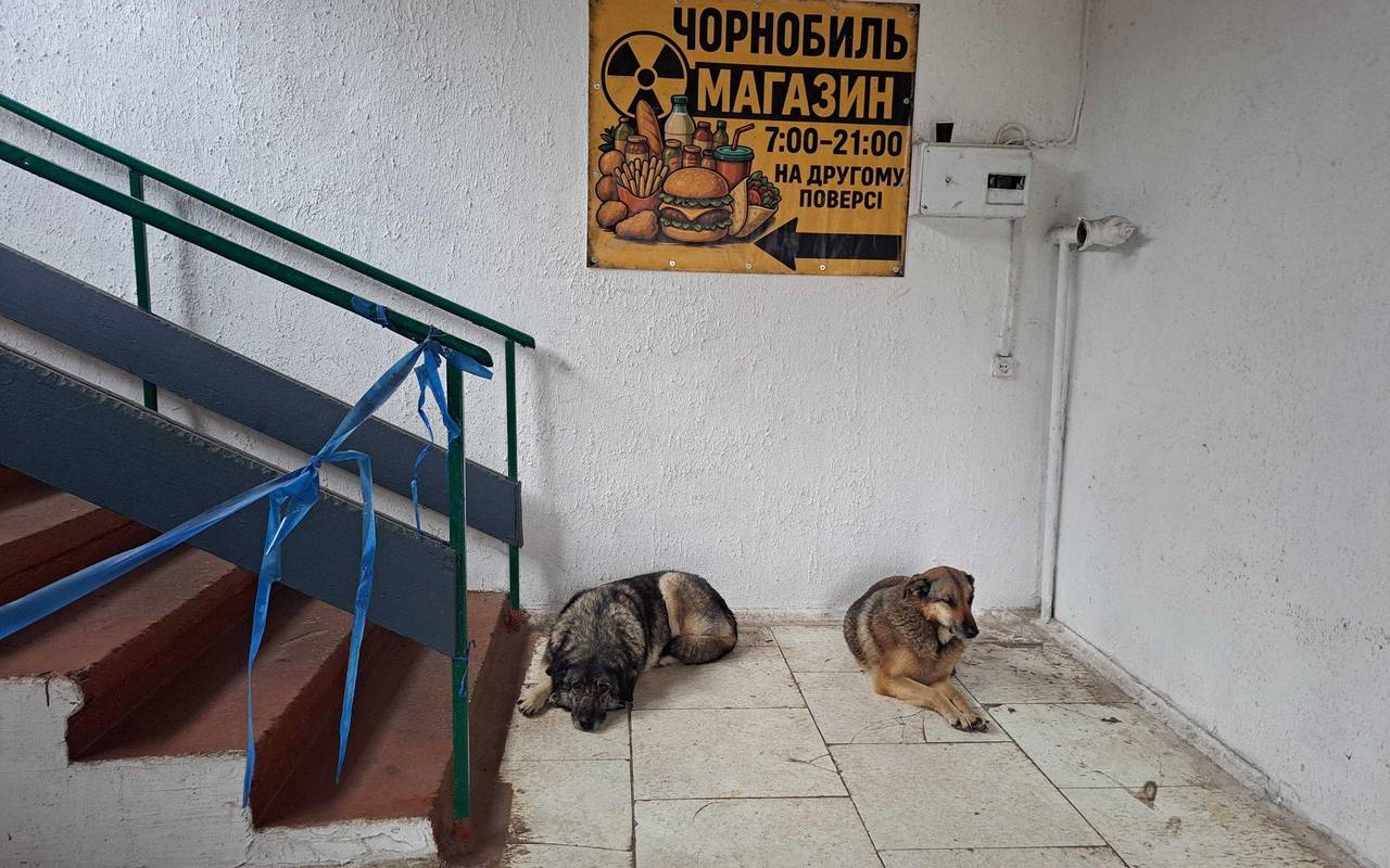 Straßenhunde in Tschernobyl