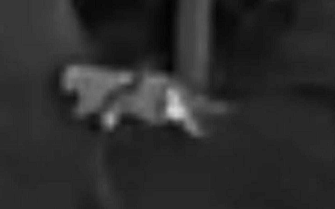 Vermeintliche Großkatze in Kalenborn gesichtet