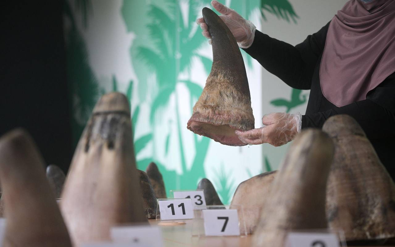 Singapur stoppt bisher größten Schmuggel mit Nashorn-Horn