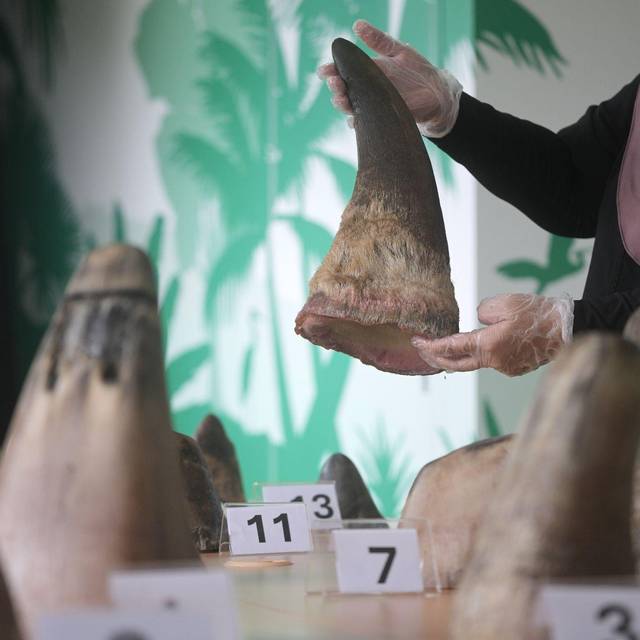 Singapur stoppt bisher größten Schmuggel mit Nashorn-Horn