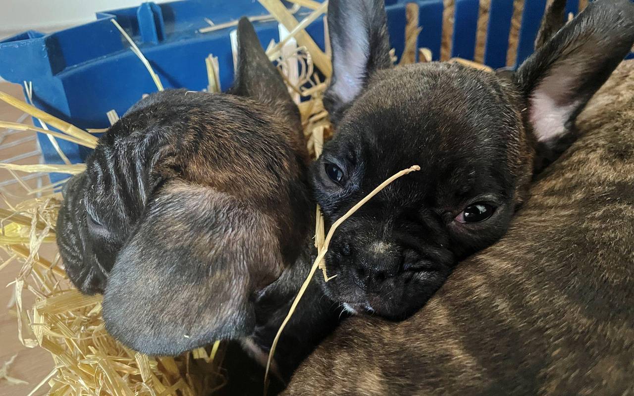 Illegaler Welpenhandel